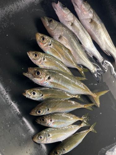 アジの釣果