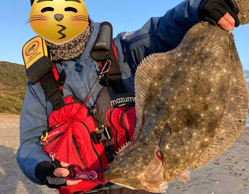ヒラメの釣果