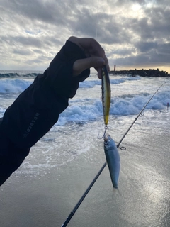 コハダの釣果