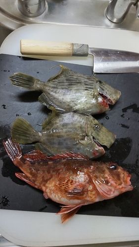 カワハギの釣果