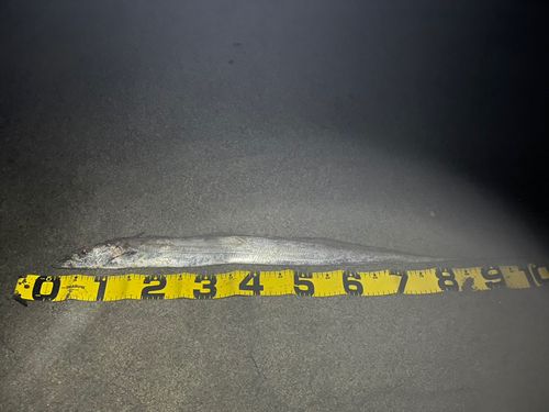 タチウオの釣果