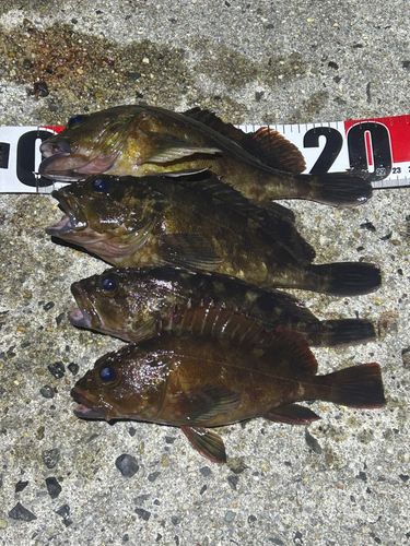 カサゴの釣果
