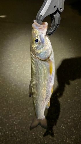 大野お台場公園前