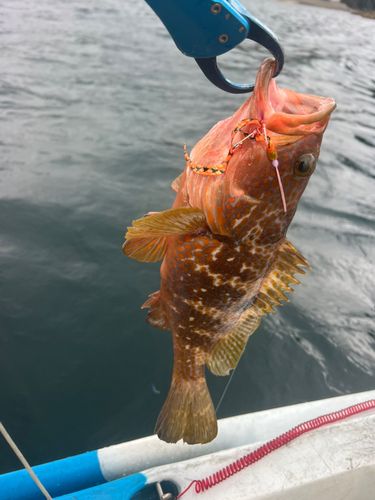 キジハタの釣果