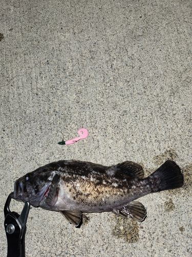 三陸海岸（青森）