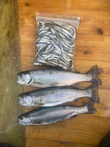 ワカサギの釣果