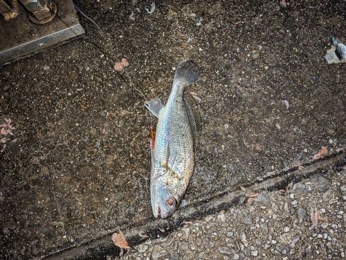 イシモチの釣果