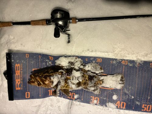 ベッコウゾイの釣果