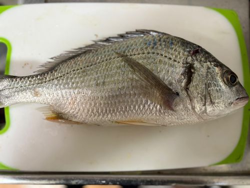 キビレの釣果
