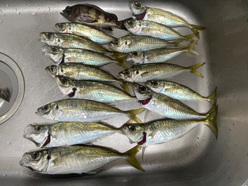 アジの釣果