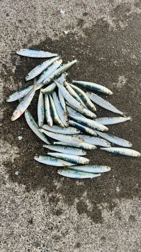 マイワシの釣果