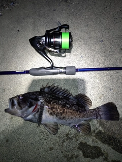 クロソイの釣果