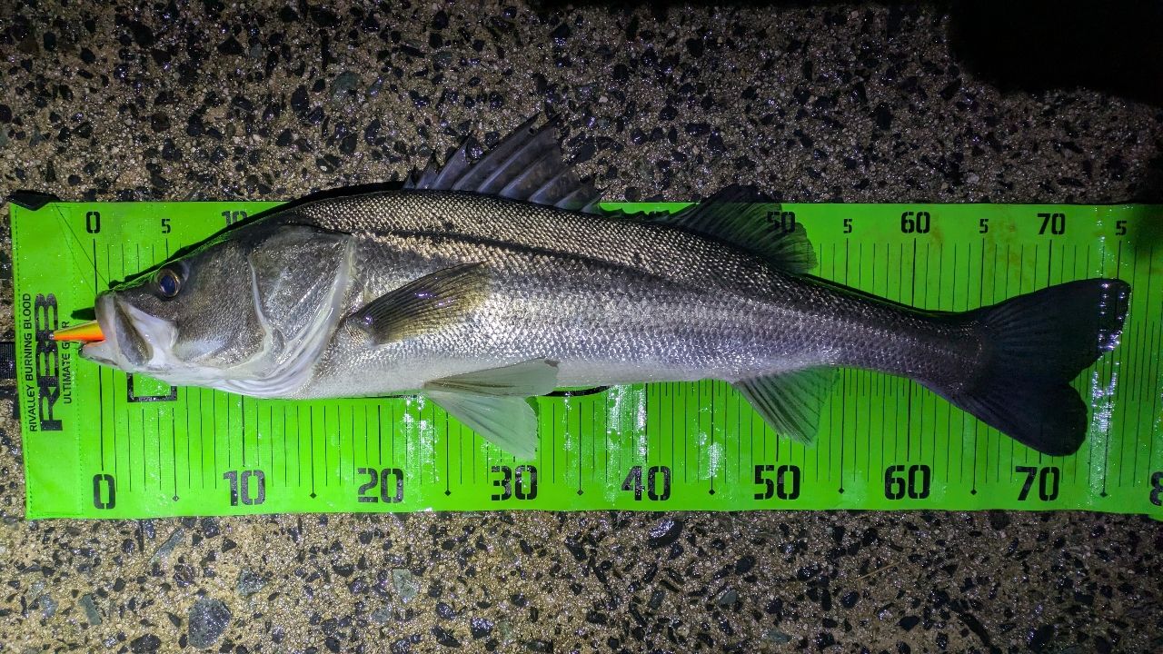 SHIMANO 22エクスセンス ∞ (インフィニティ) S100MHの最安値