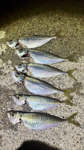 アジの釣果