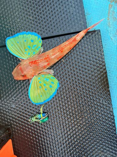 ホウボウの釣果