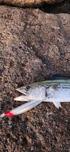 サゴシの釣果