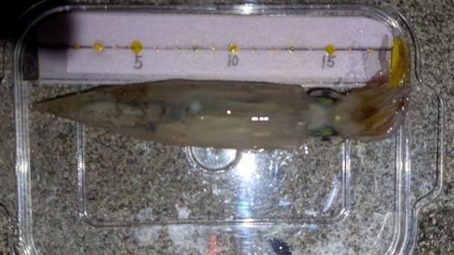 ヤリイカの釣果