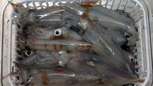 ヤリイカの釣果