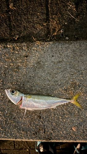 セイゴ（ヒラスズキ）の釣果