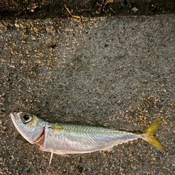 セイゴ（ヒラスズキ）