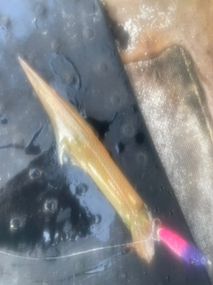 ヤリイカの釣果