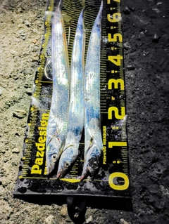 タチウオの釣果