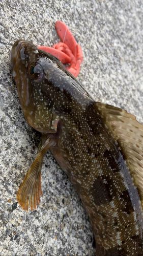 アイナメの釣果