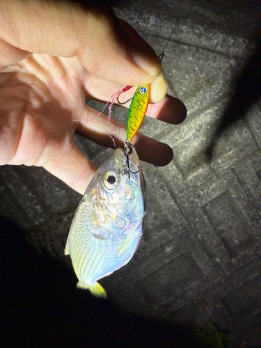 コノシロの釣果