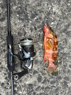 アカハタの釣果