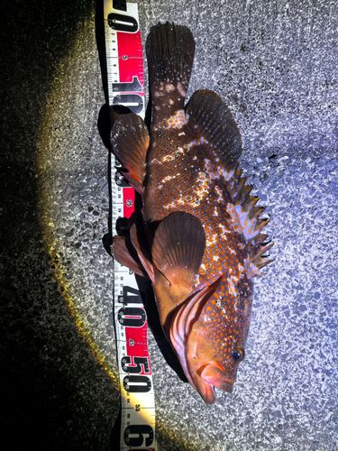 キジハタの釣果