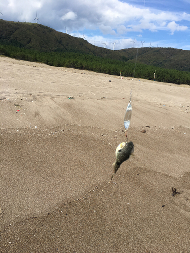 クサフグの釣果