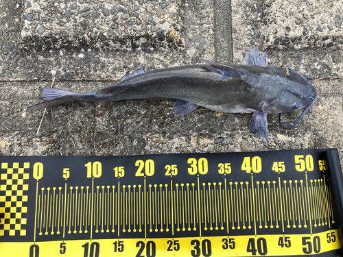 アメリカナマズの釣果