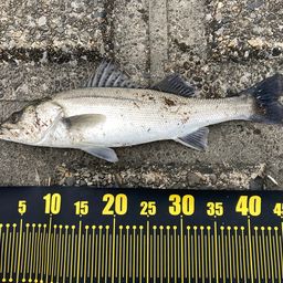 フッコ（ヒラスズキ）