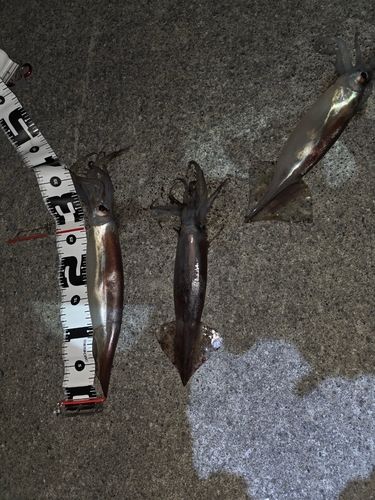 三陸海岸（岩手）