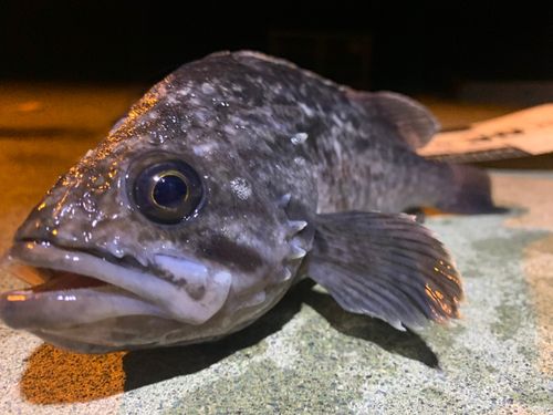 クロソイの釣果