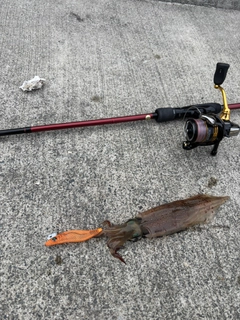 イカの釣果