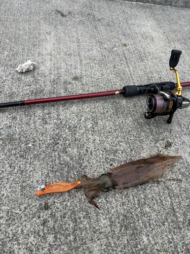 イカの釣果