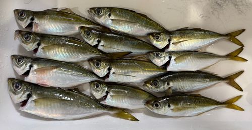 アジの釣果