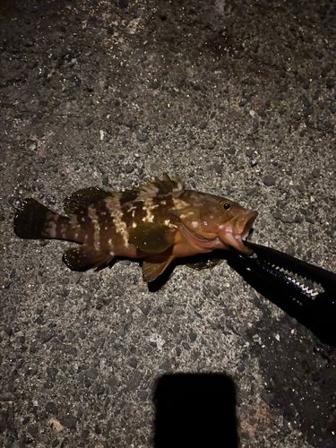 キジハタの釣果