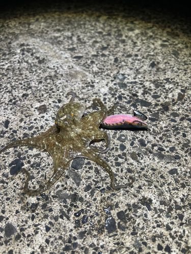 タコの釣果