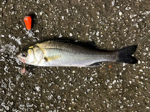 セイゴ（マルスズキ）の釣果