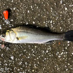 セイゴ（マルスズキ）