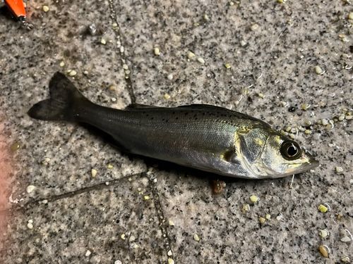 セイゴ（マルスズキ）の釣果