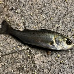 セイゴ（マルスズキ）