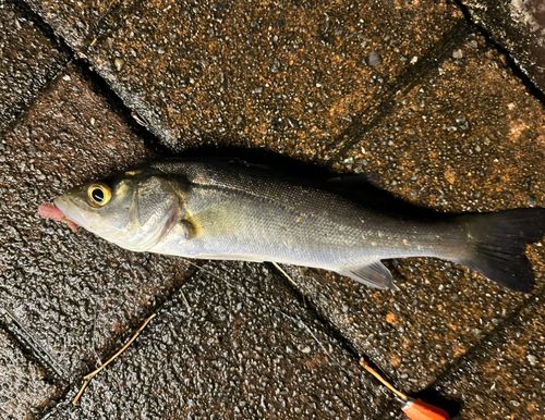 セイゴ（マルスズキ）の釣果