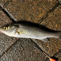 セイゴ（マルスズキ）