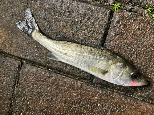 セイゴ（マルスズキ）の釣果