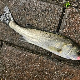 セイゴ（マルスズキ）