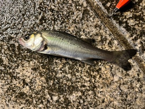 隅田川小名木川合流