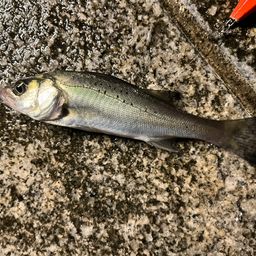 セイゴ（マルスズキ）